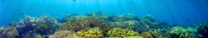 Comment tes recherches permettent de restaurer les récifs coralliens